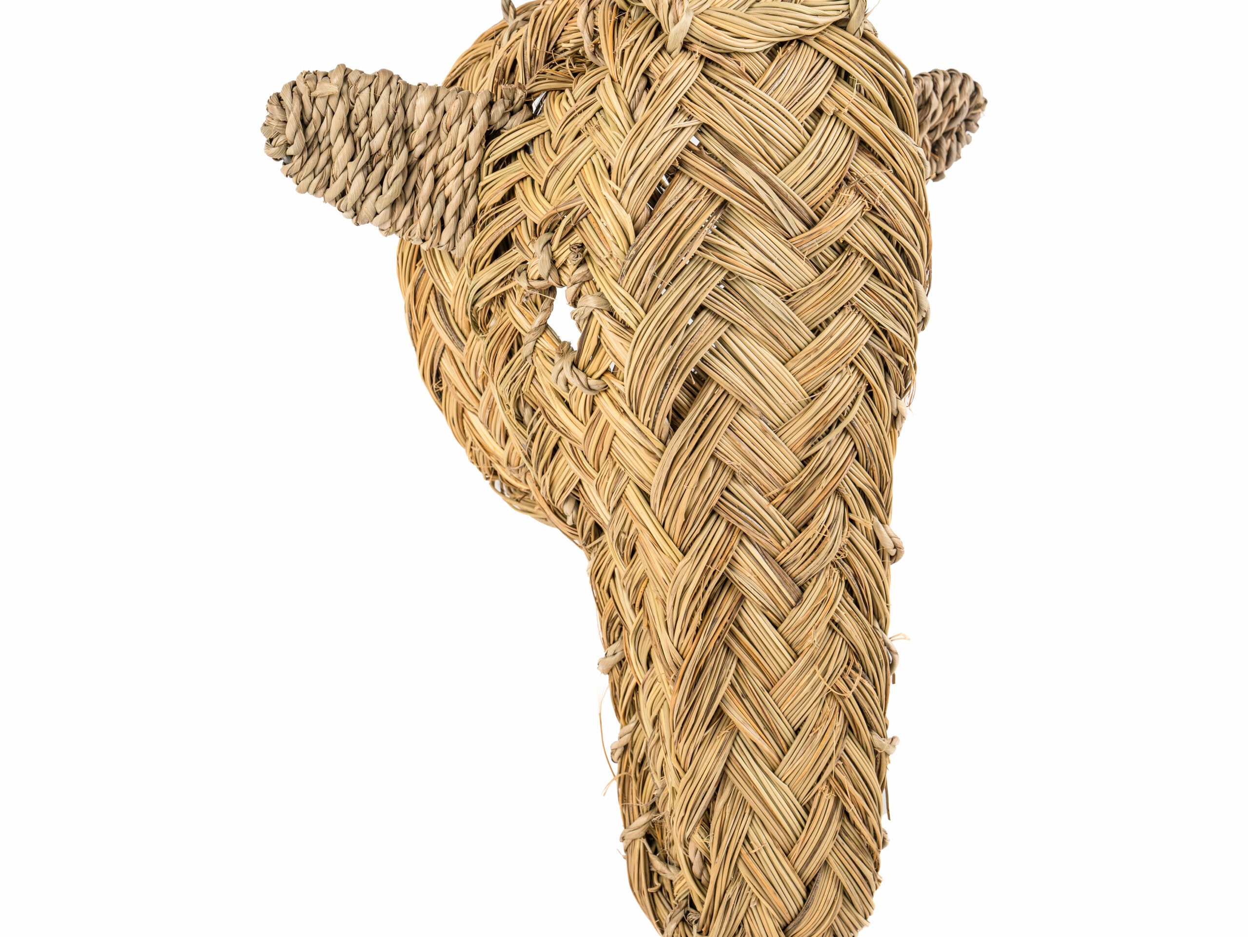 Cabeza Reno Settat - Imagen 3